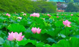 七瀬の写メ日記｜王室 吉原高級店ソープ