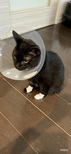 星野の写メ日記｜パンドラ 吉原高級店ソープ