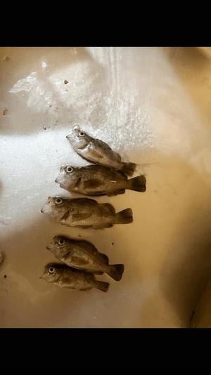 水樹の写メ日記|パンドラ 吉原高級店ソープ