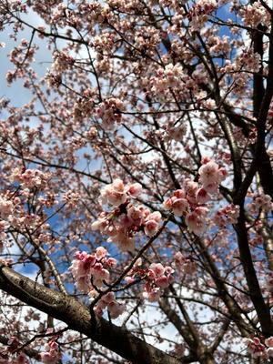 桜井の写メ日記｜パンドラ 吉原高級店ソープ