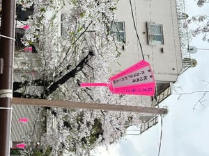 Haruの写メ日記｜プレミアム 吉原高級店ソープ