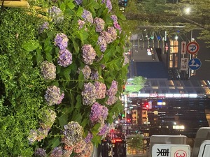 Ikuの写メ日記｜プレミアム 吉原高級店ソープ