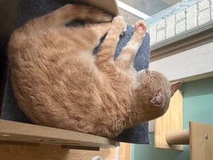 Kuraraの写メ日記｜プレミアム 吉原高級店ソープ