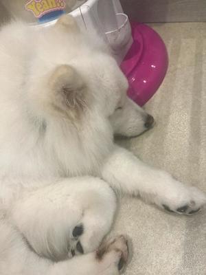 Satsukiの写メ日記｜プレミアム 吉原高級店ソープ