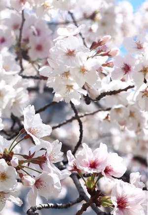 Annaの写メ日記｜プレミアム 吉原高級店ソープ