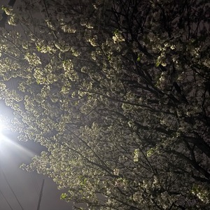 Enaの写メ日記｜プレミアム 吉原高級店ソープ