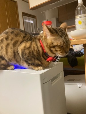 Ritoの写メ日記｜プレミアム 吉原高級店ソープ