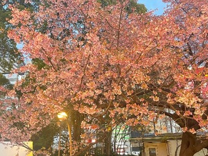 Ritoの写メ日記｜プレミアム 吉原高級店ソープ