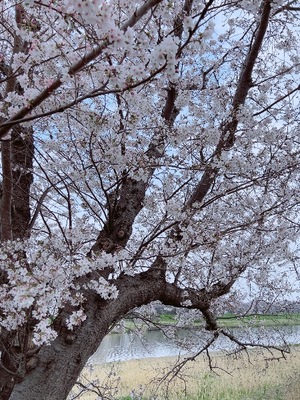 Manonの写メ日記｜プレミアム 川崎高級店ソープ