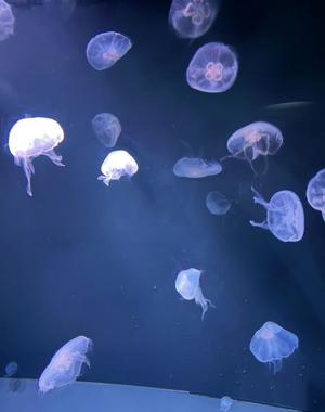 Ritsuの写メ日記｜プレミアム 吉原高級店ソープ