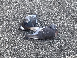 Kobatoの写メ日記｜プレミアム 吉原高級店ソープ