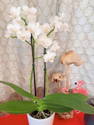 白藤の写メ日記｜プレジデントクラブ 吉原高級店ソープ