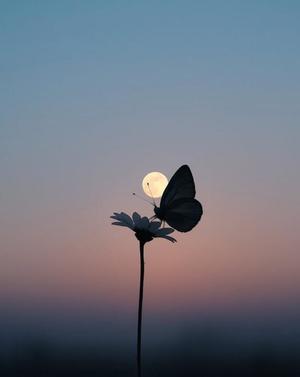 白藤の写メ日記|プレジデントクラブ 吉原高級店ソープ