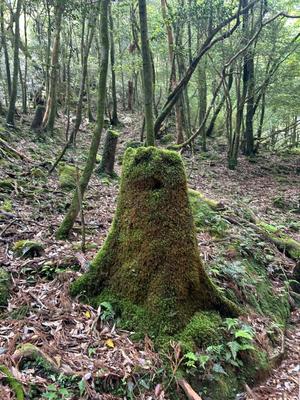 高杉しのぶの写メ日記｜プレジデントクラブ 吉原高級店ソープ