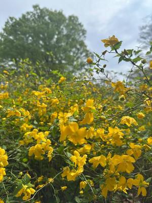 宮園朝妃の写メ日記｜プレジデントクラブ 吉原高級店ソープ