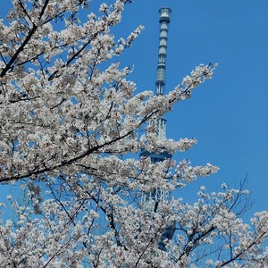 広瀬瑞輝の写メ日記｜プレジデントクラブ 吉原高級店ソープ