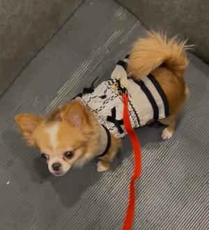 一条彩香の写メ日記｜プレジデントクラブ 吉原高級店ソープ