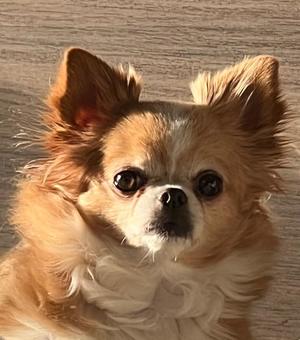 一条彩香の写メ日記｜プレジデントクラブ 吉原高級店ソープ