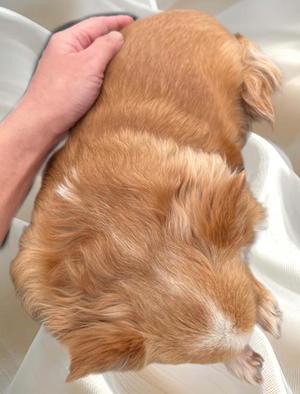 一条彩香の写メ日記｜プレジデントクラブ 吉原高級店ソープ