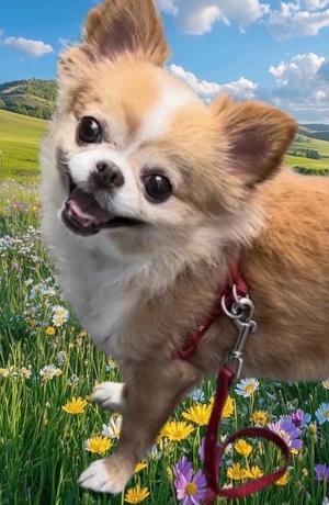 一条彩香の写メ日記｜プレジデントクラブ 吉原高級店ソープ