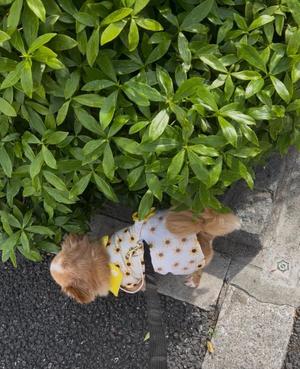 一条彩香の写メ日記｜プレジデントクラブ 吉原高級店ソープ