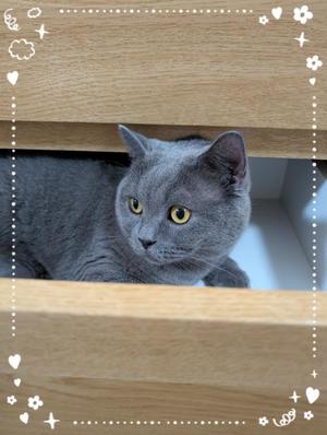 吹石里香の写メ日記｜プレジデントクラブ 吉原高級店ソープ