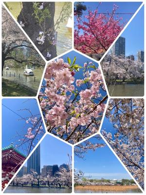 松嶋那々の写メ日記|プレジデントクラブ 吉原高級店ソープ