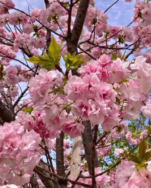 松嶋那々の写メ日記|プレジデントクラブ 吉原高級店ソープ
