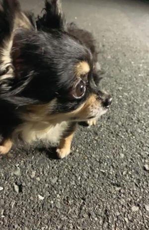 新木りさこの写メ日記｜プレジデントクラブ 吉原高級店ソープ
