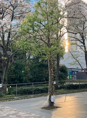 葉月美優の写メ日記｜プレジデントハウス 吉原大衆店ソープ
