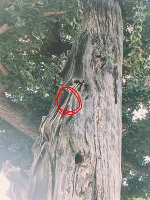 若林美加子の写メ日記｜プレジデントハウス 吉原大衆店ソープ