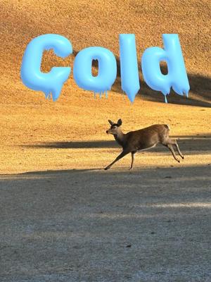 成瀬まこの写メ日記｜プレジデントハウス 吉原大衆店ソープ