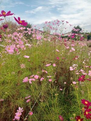 天海佑梨の写メ日記|プレジデントハウス 吉原大衆店ソープ