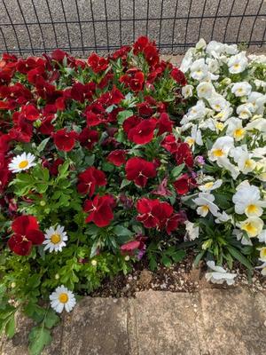 柏木凛花の写メ日記｜プレジデントハウス 吉原大衆店ソープ