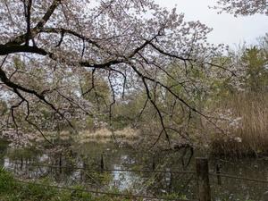 柊 月帆の写メ日記｜プレジデントハウス 吉原大衆店ソープ