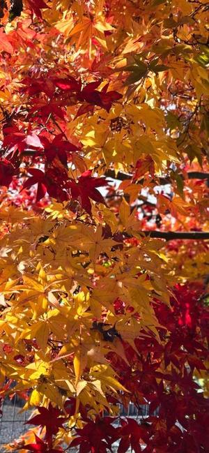 麻生乃愛の写メ日記｜プレジデントハウス 吉原大衆店ソープ