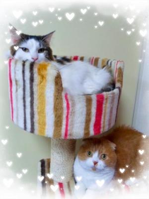 桐谷かなの写メ日記｜プレジデントハウス 吉原大衆店ソープ