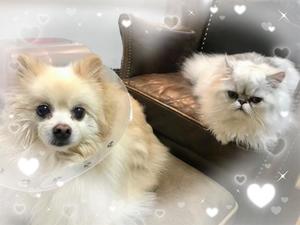 桐谷かなの写メ日記｜プレジデントハウス 吉原大衆店ソープ