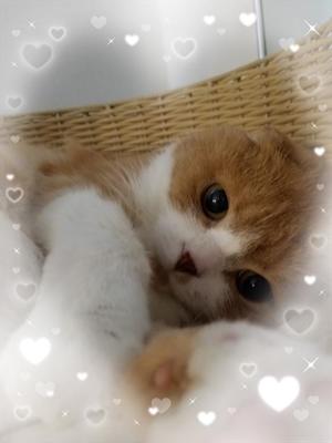 桐谷かなの写メ日記｜プレジデントハウス 吉原大衆店ソープ