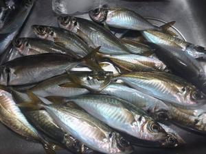 吉原未知留の写メ日記｜プレジデントハウス 吉原大衆店ソープ