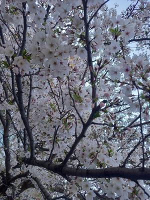 吉原未知留の写メ日記｜プレジデントハウス 吉原大衆店ソープ