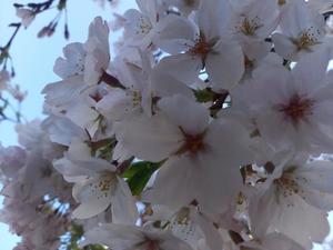 吉原未知留の写メ日記｜プレジデントハウス 吉原大衆店ソープ