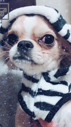 琴音みやびの写メ日記｜プレジデントハウス 吉原大衆店ソープ