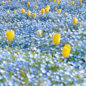 橘 みわの写メ日記｜プレジデントハウス 吉原大衆店ソープ