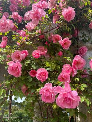 橘 みわの写メ日記｜プレジデントハウス 吉原大衆店ソープ