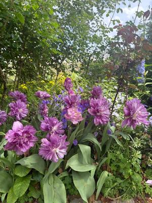 橘 みわの写メ日記｜プレジデントハウス 吉原大衆店ソープ