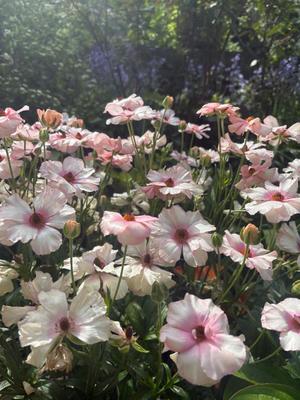 橘 みわの写メ日記｜プレジデントハウス 吉原大衆店ソープ