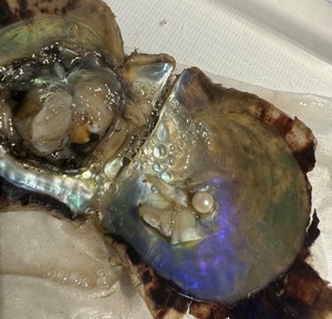 Suzuの写メ日記｜プロポーション 吉原高級店ソープ