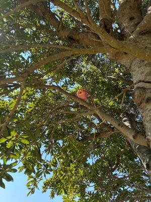 Honokaの写メ日記｜プロポーション 吉原高級店ソープ