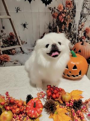 愛原よし乃の写メ日記｜ローテンブルク 吉原高級店ソープ